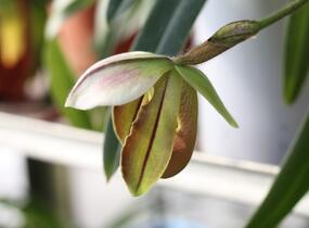 Střevíčník - Paphiopedilum lathamianum