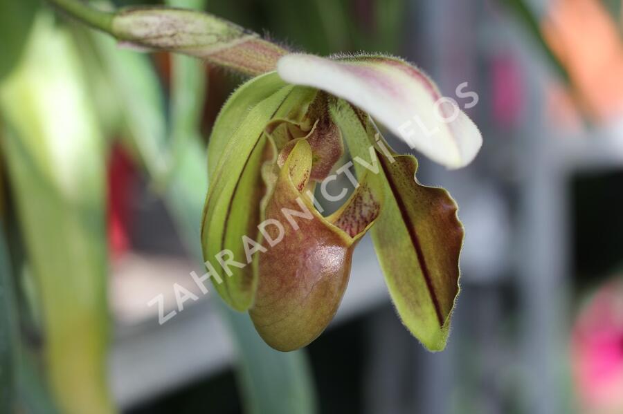 Střevíčník - Paphiopedilum lathamianum