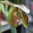 Střevíčník - Paphiopedilum lathamianum