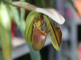 Střevíčník - Paphiopedilum lathamianum