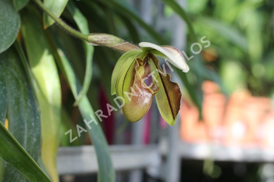 Střevíčník - Paphiopedilum lathamianum