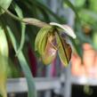 Střevíčník - Paphiopedilum lathamianum