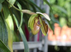 Střevíčník - Paphiopedilum lathamianum