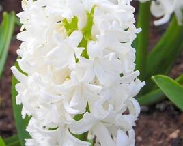Hyacint 'White Pearl'