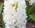 Hyacint 'White Pearl'