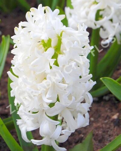 Hyacint 'White Pearl' - Hyacinth 'White Pearl'