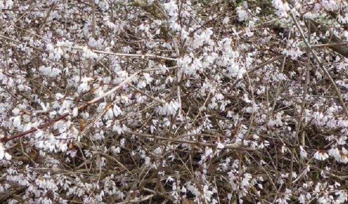 Abéliovník dvouřadý - Abeliophyllum distichum