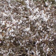 Abéliovník dvouřadý - Abeliophyllum distichum