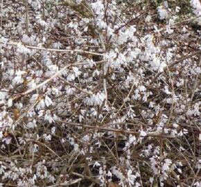 Abéliovník dvouřadý - Abeliophyllum distichum