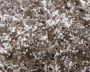 Abéliovník dvouřadý