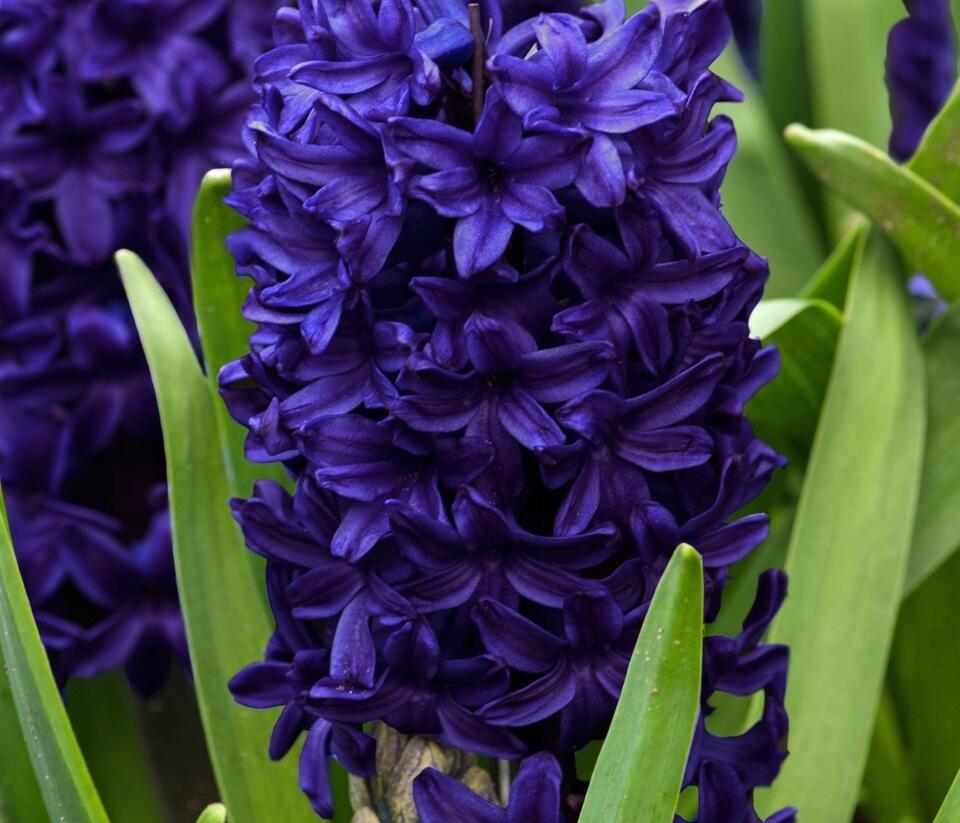 Hyacint 'Aida' - Hyacinthus 'Aida'