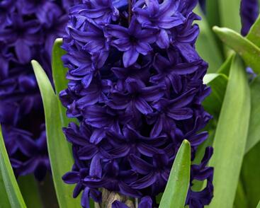 Hyacint 'Aida'