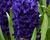Hyacint 'Aida'