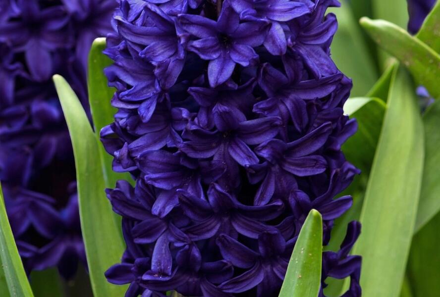 Hyacint 'Aida' - Hyacinthus 'Aida'