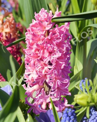 Hyacint 'Pink Pearl' - Hyacinthus 'Pink Pearl'