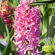 Hyacint 'Pink Pearl' - Hyacinthus 'Pink Pearl'