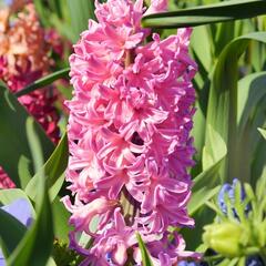 Hyacint 'Pink Pearl' - Hyacinthus 'Pink Pearl'