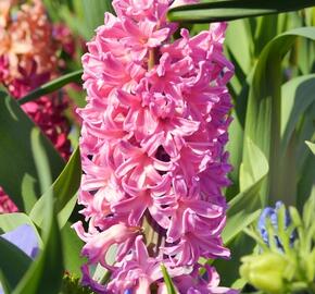 Hyacint 'Pink Pearl' - Hyacinthus 'Pink Pearl'