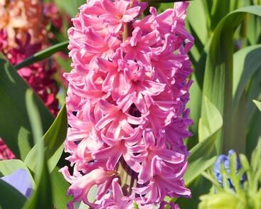Hyacint 'Pink Pearl'