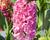 Hyacint 'Pink Pearl'