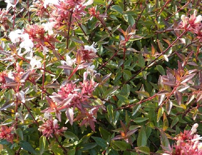 Abélie velkokvětá 'Sherwood' - Abelia grandiflora 'Sherwood'