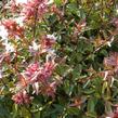Abélie velkokvětá 'Sherwood' - Abelia grandiflora 'Sherwood'