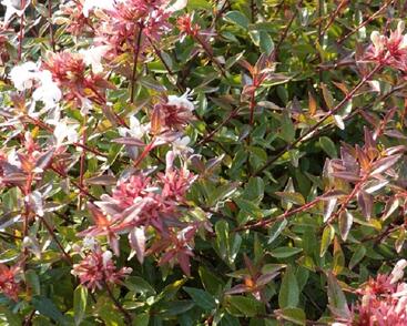 Abélie velkokvětá 'Sherwood'