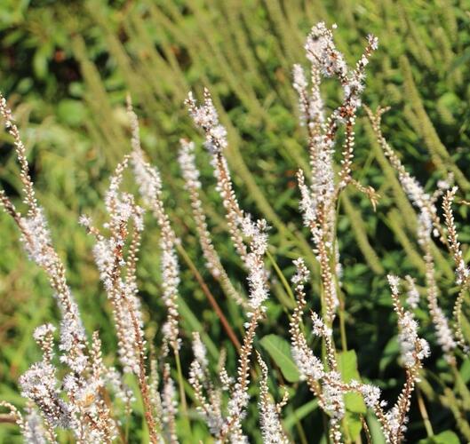 Rdesno 'Alba' - Bistorta amplexicaulis 'Alba'