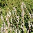 Rdesno 'Alba' - Bistorta amplexicaulis 'Alba'