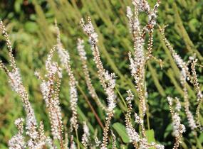 Rdesno objímavé 'Alba' - Bistorta amplexicaulis 'Alba'