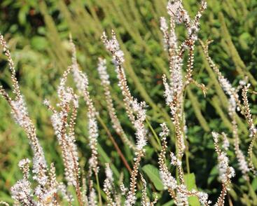 Rdesno objímavé 'Alba'