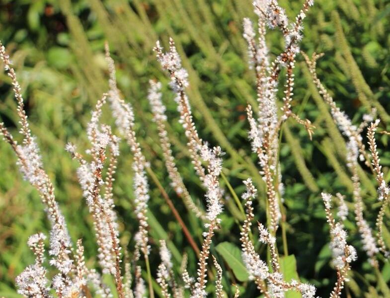 Rdesno objímavé 'Alba' - Bistorta amplexicaulis 'Alba'