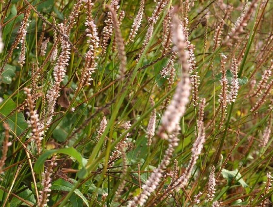 Rdesno 'Pink Mist' - Bistorta amplexicaulis 'Pink Mist'