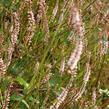 Rdesno 'Pink Mist' - Bistorta amplexicaulis 'Pink Mist'