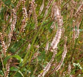 Rdesno objímavé 'Pink Mist' - Bistorta amplexicaulis 'Pink Mist'