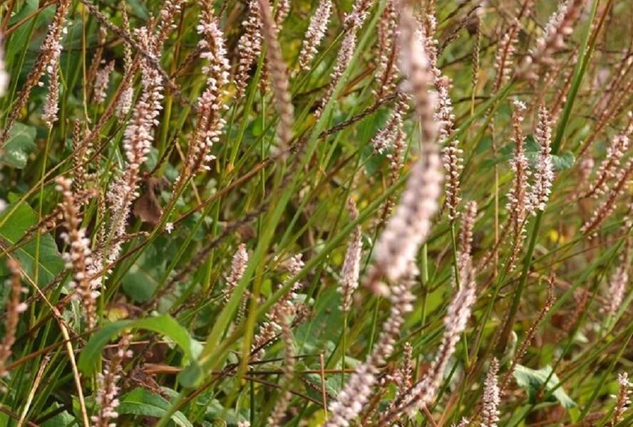 Rdesno objímavé 'Pink Mist' - Bistorta amplexicaulis 'Pink Mist'