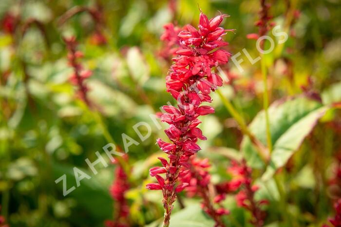 Rdesno 'Anna's Choice' - Bistorta amplexicaulis 'Anna's Choice'