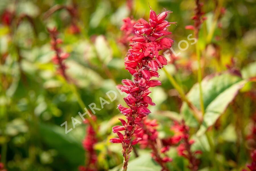 Rdesno 'Anna's Choice' - Bistorta amplexicaulis 'Anna's Choice'