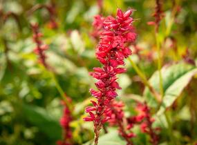 Rdesno objímavé 'Anna's Choice' - Bistorta amplexicaulis 'Anna's Choice'