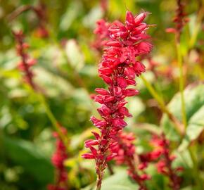 Rdesno 'Anna's Choice' - Bistorta amplexicaulis 'Anna's Choice'