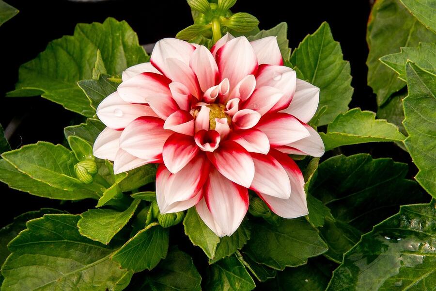 Jiřina 'DahLove Special White Red' - Dahlia 'DahLove Special White Red'