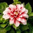 Jiřina 'DahLove Special White Red' - Dahlia 'DahLove Special White Red'