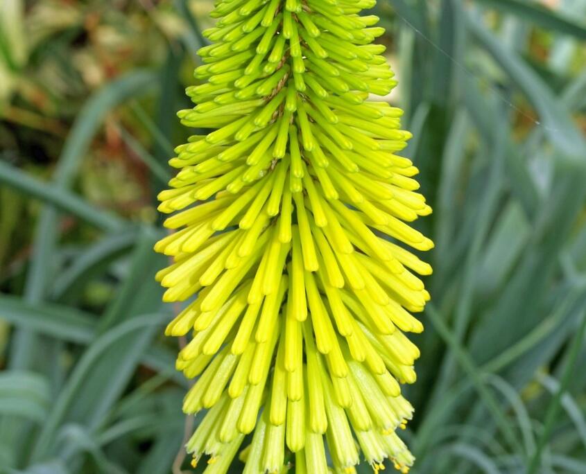 Kleopatřina jehla 'Dorset Sentry' - Kniphofia 'Dorset Sentry'