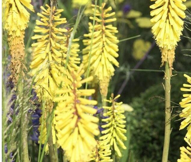 Kleopatřina jehla 'Vanille' - Kniphofia 'Vanille'