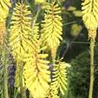 Kleopatřina jehla 'Vanille' - Kniphofia 'Vanille'