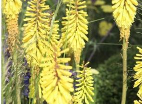 Kleopatřina jehla 'Vanille' - Kniphofia 'Vanille'