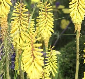 Kleopatřina jehla 'Vanille' - Kniphofia 'Vanille'