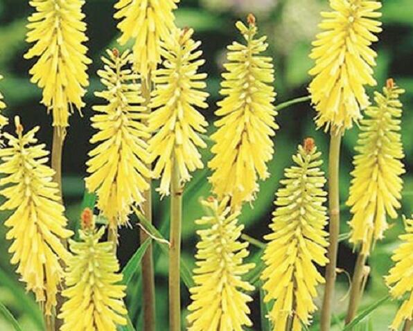 Kleopatřina jehla 'Vanille' - Kniphofia 'Vanille'