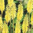 Kleopatřina jehla 'Vanille' - Kniphofia 'Vanille'