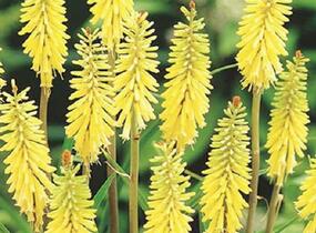 Kleopatřina jehla 'Vanille' - Kniphofia 'Vanille'